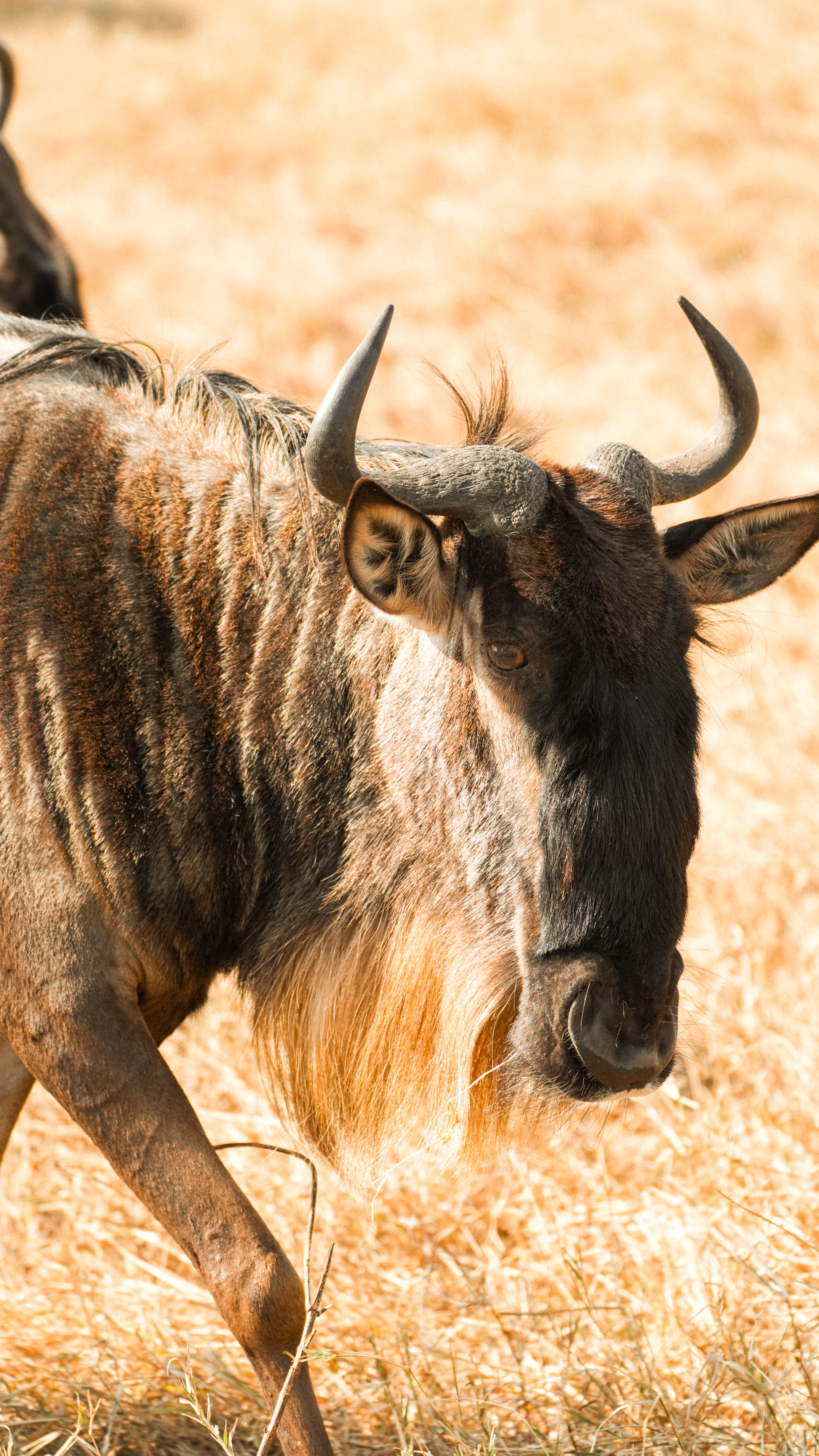 Serengeti wildebeest and zebras on the plains